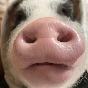 Meet your Posher, Avery